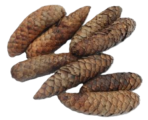 Tannenzäpfle