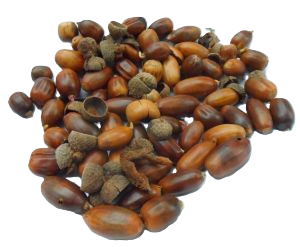 Aromatische Eicheln